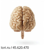 Realistic 3d rendering of human brain showing cerebrum, cerebellum, and brainstem. Стоковое AI-изображение, AI-художник Иван Рябоконь / Фотобанк Лори