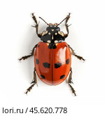 Endomychus coccineus, a beautiful red and black ladybug, resting on a white background. Стоковое AI-изображение, AI-художник Иван Рябоконь / Фотобанк Лори