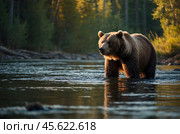 A brown bear is fishing in a river in the forest against the background of sunset. Стоковое AI-изображение, AI-художник Александр Поташев / Фотобанк Лори