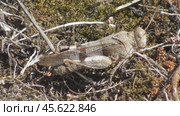 Голубокрылая кобылка Oedipoda caerulescens. Стоковое видео, видеограф Александр Мамонтов / Фотобанк Лори