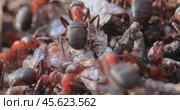 Ant close-up in the wild. Стоковое видео, видеограф Андрей Армягов / Фотобанк Лори