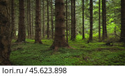 View of the Forest in Norway. Beautiful nature of Norway. The camera moves from the first person through the thicket of a pine forest. Стоковое видео, видеограф Андрей Армягов / Фотобанк Лори
