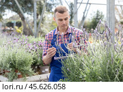 Salesman changes arrangement of pots with lavender and improves appearance of window. Стоковое фото, фотограф Яков Филимонов / Фотобанк Лори