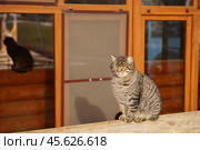 Кошка закрыла глаза. Стоковое фото, фотограф Дмитрий Николаев / Фотобанк Лори