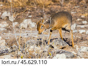 Обыкновенный дикдик (Madoqua kirkii), самая маленькая антилопа в Африке, ест сухие листья (2015 год). Стоковое фото, фотограф Анна Ефимова / Фотобанк Лори