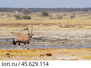 Антилопа орикс (Oryx gazella) у водопоя в африканской саванне. Сухой сезон в Африке. (2015 год). Стоковое фото, фотограф Анна Ефимова / Фотобанк Лори