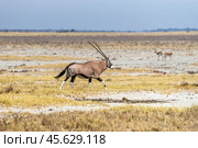 Антилопа орикс (Oryx gazella) бежит по саванне. Сухой сезон в Африке. (2015 год). Стоковое фото, фотограф Анна Ефимова / Фотобанк Лори