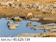 Обыкновенный стенбок (Raphicerus campestris) на водопое Моринга в национальном парке Этоша утром. Намибия, Африка. (2015 год). Редакционное фото, фотограф Анна Ефимова / Фотобанк Лори
