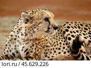 Портрет сидящего гепарда (Acinonyx jubatus) крупным планом. Стоковое фото, фотограф Анна Ефимова / Фотобанк Лори