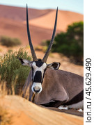 Портрет орикса (Oryx gazella), лежащего на песке в пустыне Намиб в Намибии (2014 год). Стоковое фото, фотограф Анна Ефимова / Фотобанк Лори