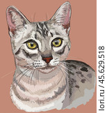 Vector outline colorful portrait of curious Egyptian Mau Cat in black, white and grey colors. Hand drawing illustration isolated on pink background. Стоковая иллюстрация, иллюстратор Алина Мелентьева / Фотобанк Лори