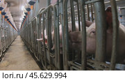 Piglets that are automatically fed on a pig farm. Стоковое видео, видеограф Андрей Шалари / Фотобанк Лори