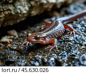 Саламандра (лат. Salamandra) — род хвостатых земноводных. Научное название происходит от перс.: sam — «огонь», andarun — «внутри». Первые формы саламандр, вероятно, возникли в среднеюрском периоде (приблизительно 170 миллионов лет назад), как показывают, например, окаменелости, найденные в Китае и восточных областях России[ Стоковое фото, фотограф Сергей Елизарьев / Фотобанк Лори