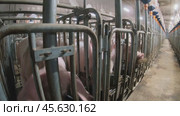 Piglets that are automatically fed on a pig farm. Стоковое видео, видеограф Андрей Шалари / Фотобанк Лори