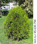 Natural green coniferous Thuja for outdoor planting and the embankment of the city. Стоковое фото, фотограф Фотограф / Фотобанк Лори
