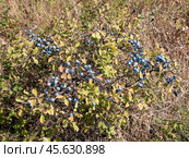 The image features a bush adorned with blue blackthorn fruits. Стоковое фото, фотограф Фотограф / Фотобанк Лори