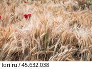 Колосья пшеницы и алые маки в поле. Стоковое фото, фотограф Алёшина Оксана / Фотобанк Лори