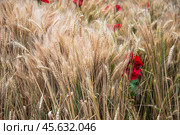 Колосья пшеницы и алые маки в поле. Стоковое фото, фотограф Алёшина Оксана / Фотобанк Лори