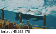 Tenerife, Spain - May 9, 2023: an orca and trainers demonstrate the connection between marine mammals and humans during an interactive session. Редакционное видео, видеограф Ольга Сухарева / Фотобанк Лори