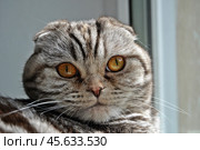 Шотландская вислоухая кошка шоколадно-мраморного окраса. Стоковое фото, фотограф Лариса Вишневская / Фотобанк Лори