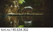 A side profile of a pygmy hippo as it feeds in a peaceful habitat filled with natural light and greenery. Стоковое видео, видеограф Igor Tichonow / Фотобанк Лори