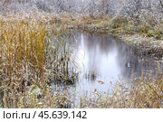 Первый снег. Осень на болоте. Тюменская область. Стоковое фото, фотограф Александр Тараканов / Фотобанк Лори