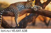 A leopard peacefully sleeps on a large branch bathed in golden sunset light, in a serene savanna landscape, perfectly embodying calm and grace in its natural habitat. Стоковое AI-видео, аниматор Igor Tichonow / Фотобанк Лори