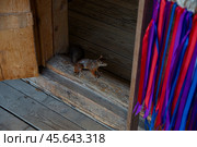 Белка на пороге дома. Стоковое фото, фотограф Анастасия Жукова / Фотобанк Лори