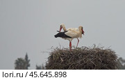 White storks banging beaks in a nest. Стоковое видео, видеограф Михаил Коханчиков / Фотобанк Лори