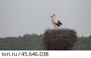 White storks in the nest, Portugal. Стоковое видео, видеограф Михаил Коханчиков / Фотобанк Лори