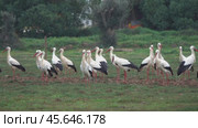 A flock of white storks resting in fields. Стоковое видео, видеограф Михаил Коханчиков / Фотобанк Лори