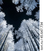 Trees covered with frost against the black winter sky. Winter night landscape. Стоковое AI-изображение, AI-художник Сергей Елизарьев / Фотобанк Лори