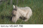 Sleeping newborn foal lying in grass. Стоковое видео, видеограф Михаил Коханчиков / Фотобанк Лори
