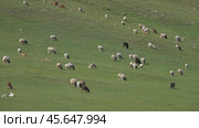 Herd of sheep and goats grazing on meadow. Стоковое видео, видеограф Михаил Коханчиков / Фотобанк Лори