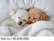 Brown and white poodles sleeping on pillow and under blanket. Стоковое AI-изображение, AI-художник Irina Kuchugurina/Gaudy / Фотобанк Лори