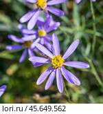 Galatella angustissima (Tausch) Novopokr. (семейство Asteraceae) - Солонечник узколистный. Цветущее растение. Стоковое фото, фотограф Евгений Мухортов / Фотобанк Лори