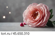 Minimalism. A beautiful pale pink flower on a gray background. The concept of Valentine's Day, Mother's Day and Women's Day. A copy of the space for the text. Стоковое AI-изображение, AI-художник Photojuli / Фотобанк Лори
