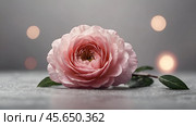 Minimalism. A beautiful pale pink flower on a gray background. The concept of Valentine's Day, Mother's Day and Women's Day. A copy of the space for the text. Стоковое AI-изображение, AI-художник Photojuli / Фотобанк Лори