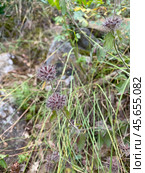 Пахучка обыкновенная (Clinopodium vulgare), гора Аю Даг, Крым (2023 год). Стоковое фото, фотограф Мария Кылосова / Фотобанк Лори