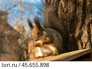 Обыкновенная белка, или векша (Sciurus vulgaris), сидит на кормушке в ожидании еды. Портрет животного в осенний день. Стоковое фото, фотограф Pukhov K / Фотобанк Лори