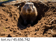 Black tailed prairie dog peeking out of its burrow in the ground. Стоковое AI-изображение, AI-художник Иван Рябоконь / Фотобанк Лори