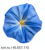 Heavenly blue morning glory blooming elegantly on white background. Стоковое AI-изображение, AI-художник Иван Рябоконь / Фотобанк Лори