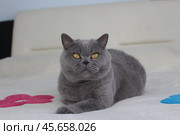 Милый большой короткошерстный серый кот с пронзительными янтарными глазами мирно отдыхает. Стоковое фото, фотограф Hanna Shapialevich / Фотобанк Лори