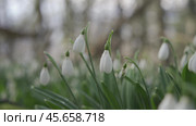 White snowdrops in the early spring in the forest. Beautiful footage of galanthus commonly known as snowdrop. HLG BT.2020. Стоковое фото, фотограф svetograph / Фотобанк Лори