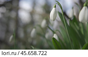 White snowdrops in the early spring in the forest. Beautiful footage of galanthus commonly known as snowdrop. HLG BT.2020. Стоковое фото, фотограф svetograph / Фотобанк Лори