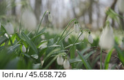 White snowdrops in the early spring in the forest. Beautiful footage of galanthus commonly known as snowdrop. HLG BT.2020. Стоковое фото, фотограф svetograph / Фотобанк Лори