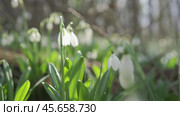 White snowdrops in the early spring in the forest. Beautiful footage of galanthus commonly known as snowdrop. HLG BT.2020. Стоковое фото, фотограф svetograph / Фотобанк Лори