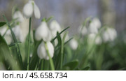 White snowdrops in the early spring in the forest. Beautiful footage of galanthus commonly known as snowdrop. HLG BT.2020. Стоковое фото, фотограф svetograph / Фотобанк Лори