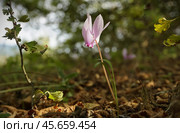 Лесной цикламен. Стоковое фото, фотограф Ави Христова / Фотобанк Лори