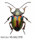Colorful jewel beetle showing iridescent metallic green, orange, red, yellow, and blue elytra. Стоковое AI-изображение, AI-художник Иван Рябоконь / Фотобанк Лори